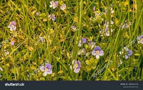 Attēlu rezultāti vaicājumam “Veronica filiformis bud”