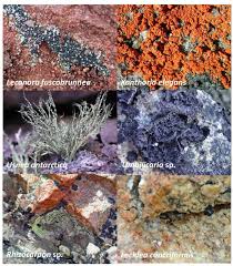 Attēlu rezultāti vaicājumam “Cystocoleus ebeneus”