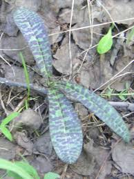 Attēlu rezultāti vaicājumam “Dactylorhiza maculata”