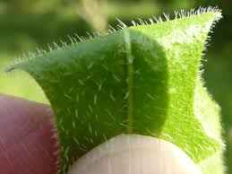 Attēlu rezultāti vaicājumam “Leontodon autumnalis  leaf”
