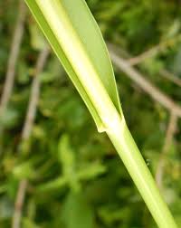Attēlu rezultāti vaicājumam “Glyceria fluitans leaf”
