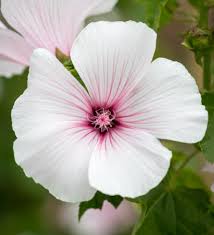 Image result for Lavatera trimestris