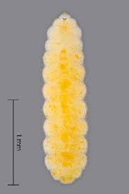 Attēlu rezultāti vaicājumam “Contarinia petioli”