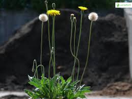 Attēlu rezultāti vaicājumam “Leontodon hispidus leaf”
