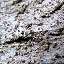 Attēlu rezultāti vaicājumam “Arthonia leucopellaea”