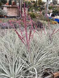 Attēlu rezultāti vaicājumam “Trichia alpina sessile”