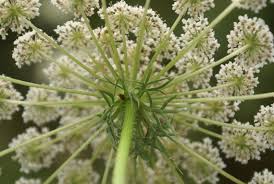 Attēlu rezultāti vaicājumam “Daucus carota subsp. carota flower”