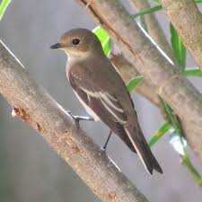 Attēlu rezultāti vaicājumam “Ficedula hypoleuca juvenile”