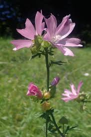 Image result for Malva alcea