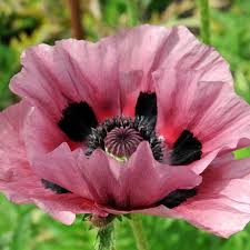 Image result for Papaver orientale