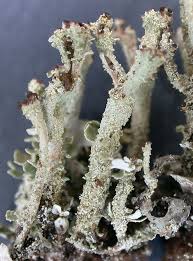Attēlu rezultāti vaicājumam “Cladonia ramulosa”