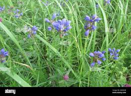Attēlu rezultāti vaicājumam “Dracocephalum ruyschiana fruit”