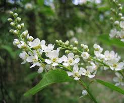 Attēlu rezultāti vaicājumam “Prunus (bird-cherry tree)”