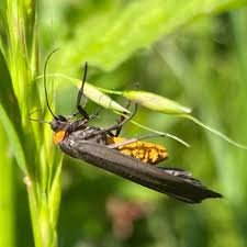 Attēlu rezultāti vaicājumam “Atolmis rubricollis”