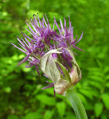 Attēlu rezultāti vaicājumam “xComagaria rosea  flower”