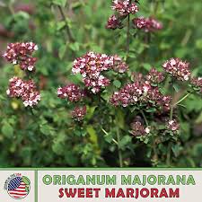 Image result for Origanum majorana
