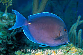 Image result for Acanthurus coeruleus