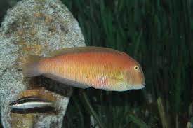 Image result for Xyrichtys novacula