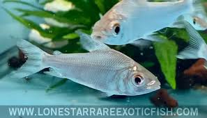 Attēlu rezultāti vaicājumam “Prociphilus xylostei”