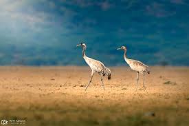 Attēlu rezultāti vaicājumam “Grus grus adult”