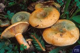 Attēlu rezultāti vaicājumam “Lactarius deterrimus”