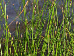 Attēlu rezultāti vaicājumam “Eleocharis palustris”