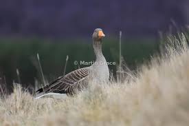 Attēlu rezultāti vaicājumam “Anser anser adult”