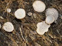 Attēlu rezultāti vaicājumam “Poronia punctata”