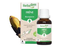 Attēlu rezultāti vaicājumam “Fraxinus excelsior bud”