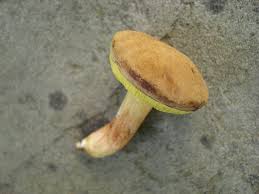 Attēlu rezultāti vaicājumam “Xerocomus subtomentosus”