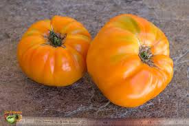 Afbeeldingsresultaat voor amana orange beefsteak tomato