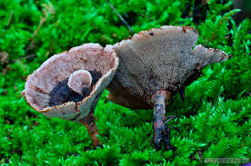 Attēlu rezultāti vaicājumam “Phellodon melaleucus”