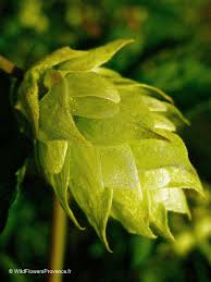 Attēlu rezultāti vaicājumam “Humulus lupulus”