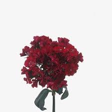 Image result for Dianthus barbatus