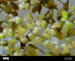 Attēlu rezultāti vaicājumam “Lemna trisulca”