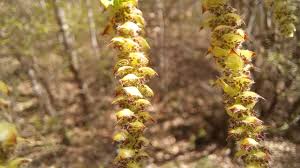 Attēlu rezultāti vaicājumam “Carpinus betulus female flower”