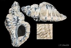 Attēlu rezultāti vaicājumam “Erinaceus sp.”