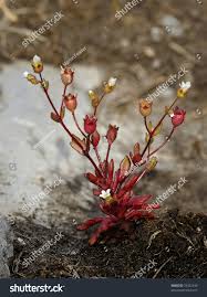 Attēlu rezultāti vaicājumam “Saxifraga tridactylites”