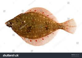 Image result for Pleuronectes platessa