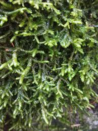 Attēlu rezultāti vaicājumam “Porella cordaeana”