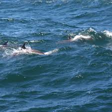 Image result for Leucopleurus acutus