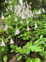 Attēlu rezultāti vaicājumam “Linnaea borealis flower”