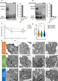 Attēlu rezultāti vaicājumam “Diderma radiatum plasmodium”