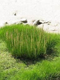 Attēlu rezultāti vaicājumam “Juncaginaceae”