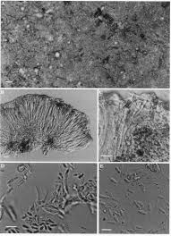 Attēlu rezultāti vaicājumam “Fellhanera subtilis”