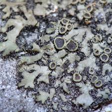 Attēlu rezultāti vaicājumam “Physconia detersa”