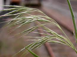 Attēlu rezultāti vaicājumam “Anisantha tectorum”