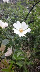 Attēlu rezultāti vaicājumam “Rosa canina”