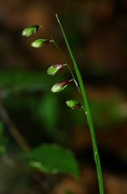 Attēlu rezultāti vaicājumam “Melica nutans flower”