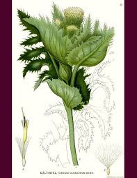 Attēlu rezultāti vaicājumam “Cirsium oleraceum leaf”